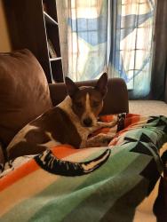 Lost Male Dog last seen Nolan River and Yellow jacket, Cleburne, TX 76033