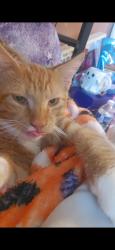 Lost Male Cat last seen Hanoverville Road near the spot ice cream, Bethlehem, PA 18020