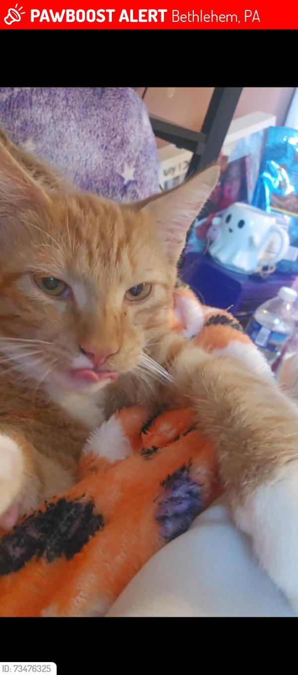 Lost Male Cat last seen Hanoverville Road near the spot ice cream, Bethlehem, PA 18020