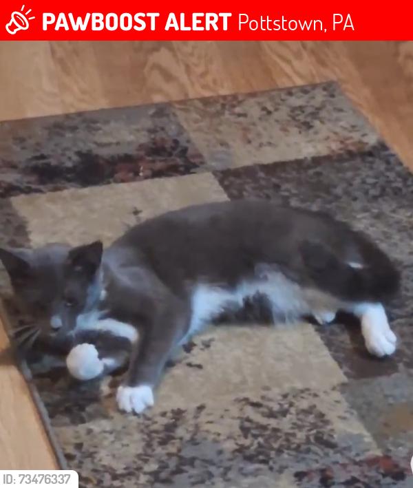Lost Female Cat last seen Washington Street, Pottstown, PA 19464