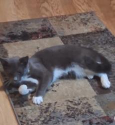 Lost Female Cat last seen Washington Street, Pottstown, PA 19464