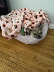 Reunited Female Dog last seen Utah Ave & Monroe Ave near Hollydale Park, South Gate, CA 90280