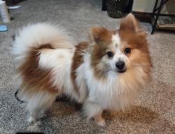 Reunited Male Dog last seen Greeeley West High School, Greeley, CO 80634