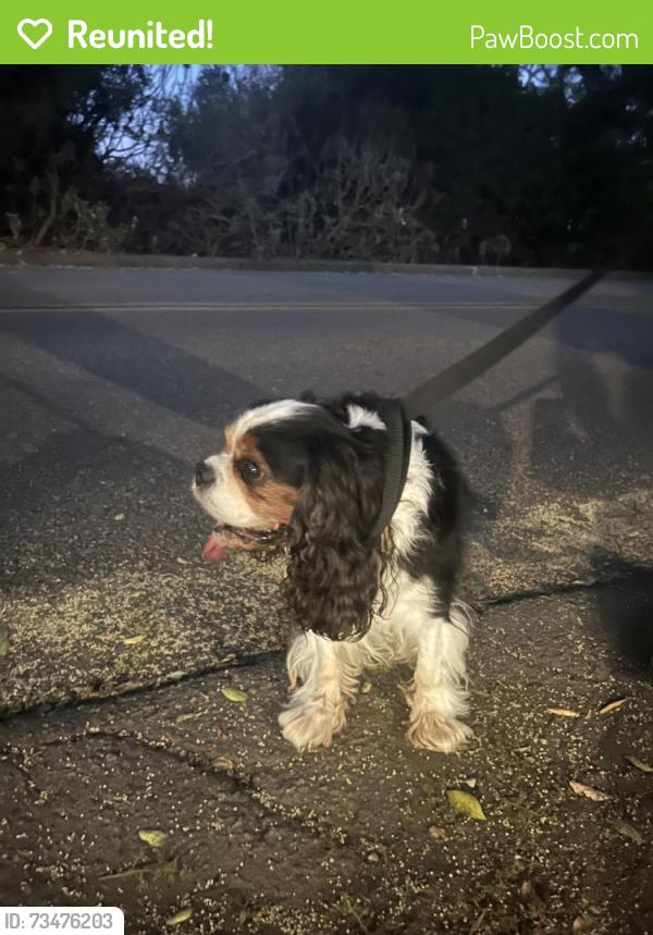 Reunited Unknown Dog last seen Crest Dr and Santa Fe, Encinitas, CA 92024