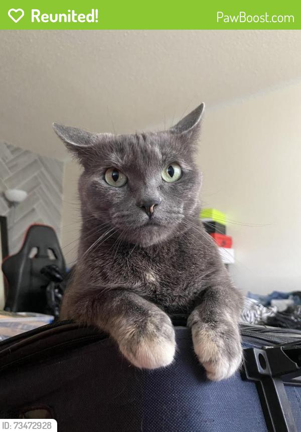 Reunited Female Cat last seen Kipling place/ terrace drive, Oxnard, CA 93033
