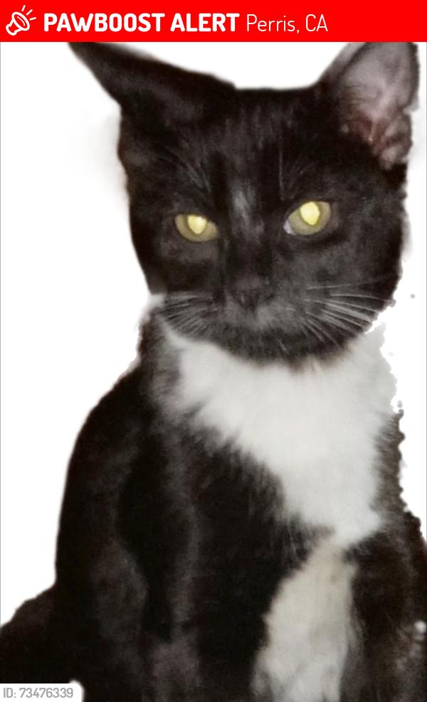 Lost Female Cat last seen Palm View Rv Park & Campground, Perris, CA 92570
