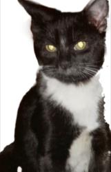 Lost Female Cat last seen Palm View Rv Park & Campground, Perris, CA 92570