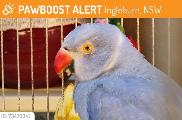 Found/Stray Unknown Bird last seen ingleburn nsw, Ingleburn, NSW 2565