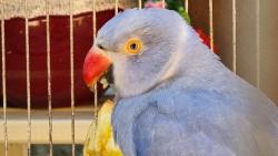 Found/Stray Unknown Bird last seen ingleburn nsw, Ingleburn, NSW 2565