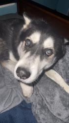 Lost Male Dog last seen Allan Saxe Park, Arlington, TX 76001