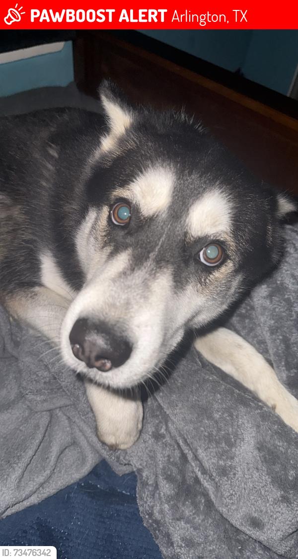 Lost Male Dog last seen Allan Saxe Park, Arlington, TX 76001