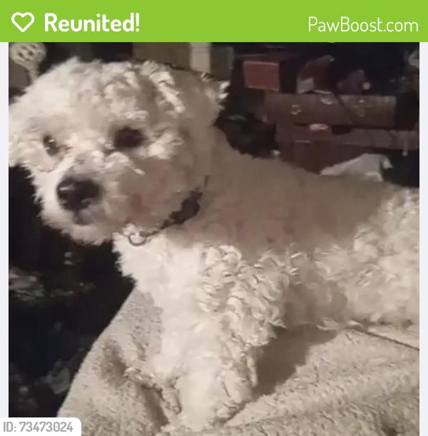 Reunited Male Dog last seen Near Golden Rd, Encinitas, CA 92024, USA, Encinitas, CA 92024