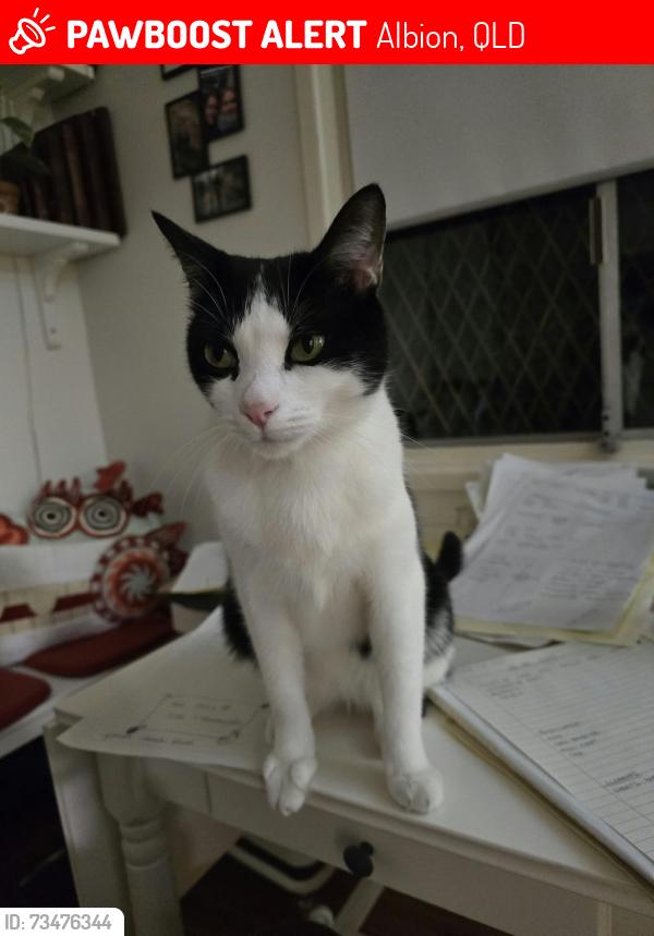 Lost Male Cat last seen Sandgate Road, Albion, QLD 4010