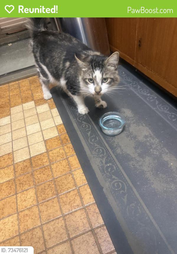 Reunited Unknown Cat last seen Near Rhoda Ave, Oakland, CA 94602, USA, Oakland, CA 94602