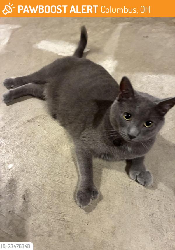 Found/Stray Male Cat last seen Near Pawling Pl, Columbus, OH 43235