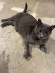 Found/Stray Male Cat last seen Near Pawling Pl, Columbus, OH 43235