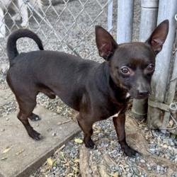 Shelter Stray Male Dog last seen E 18th Street & Fruitvale, Oakland, CA, 1101 29th Ave, Oakland, CA 94601, USA