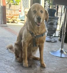 Reunited Male Dog last seen Curtner and Union, San Jose, CA 95125