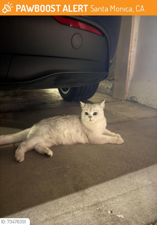Found/Stray Unknown Cat last seen 5th and Idaho, Santa Monica, CA 90403