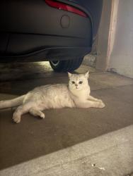 Found/Stray Unknown Cat last seen 5th and Idaho, Santa Monica, CA 90403