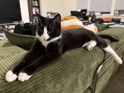 Reunited Male Cat last seen Woodlake Village apmts, Midlothian, VA 23112