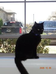 Lost Male Cat last seen In the parking lot of gables, Cookeville, TN 38501