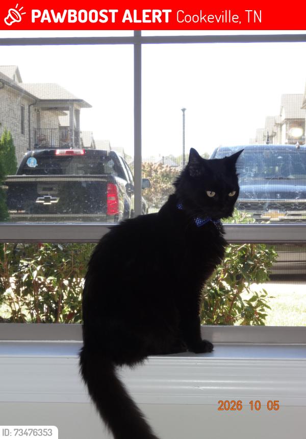 Lost Male Cat last seen In the parking lot of gables, Cookeville, TN 38501
