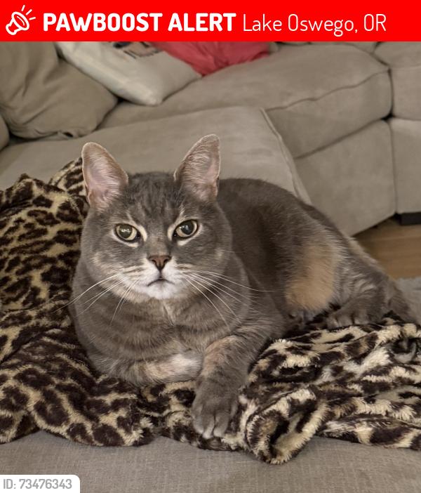 Lost Male Cat last seen Chapin way and cherry lane, Lake Oswego, OR 97034