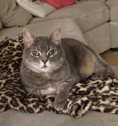 Lost Male Cat last seen Chapin way and cherry lane, Lake Oswego, OR 97034