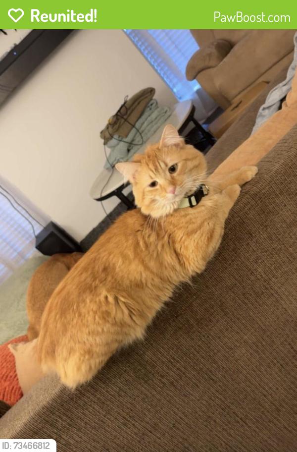 Reunited Male Cat last seen Haywood rd between e north street and Pelham rd, Greenville, SC 29615