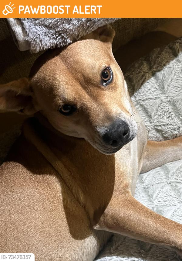 Found/Stray Female Dog last seen Brand/ San Fernando rode, Los Angeles County, CA 91401