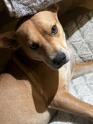 Found/Stray Female Dog last seen Brand/ San Fernando rode, Los Angeles County, CA 91401