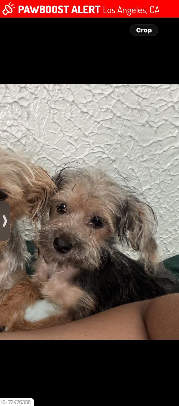 Lost Male Dog last seen W 78th st los angeles, Los Angeles, CA 90044