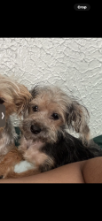 Lost Male Dog last seen W 78th st los angeles, Los Angeles, CA 90044