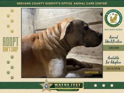 Shelter Stray Male Dog last seen FL, 5100 W Eau Gallie Blvd, Melbourne, FL 32934, USA