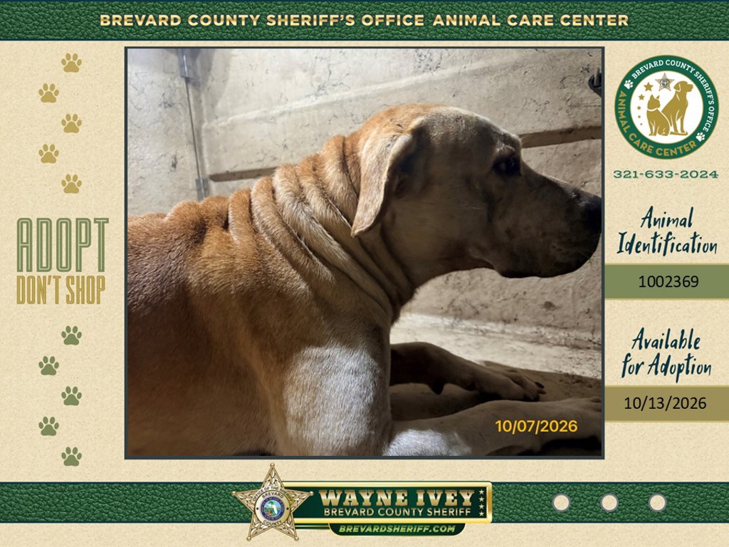 Shelter Stray Male Dog last seen FL, 5100 W Eau Gallie Blvd, Melbourne, FL 32934, USA