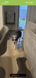 Reunited Female Dog last seen 83rd lower buckeye, Phoenix, AZ 85353