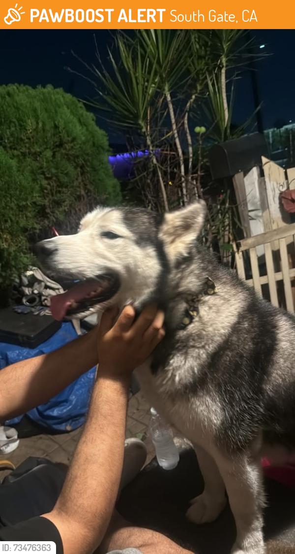 Found/Stray Male Dog last seen Iowa Ave, South Gate, CA 90280, South Gate, CA 90280