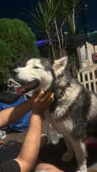 Found/Stray Male Dog last seen Iowa Ave, South Gate, CA 90280, South Gate, CA 90280