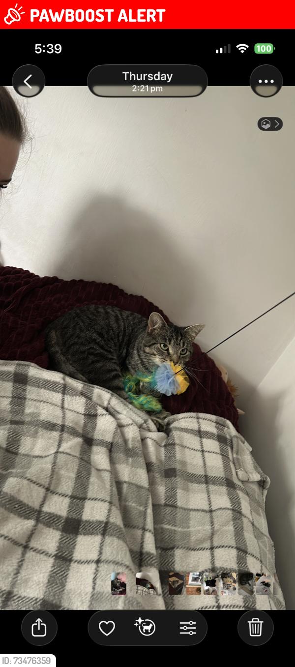Lost Male Cat last seen st margrets chruch, Stratton, England SN3 4NT