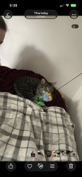 Lost Male Cat last seen st margrets chruch, Stratton, England SN3 4NT