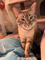 Lost Male Cat last seen Twin Deer run, Applegate Dr., Roscoe, IL 61073