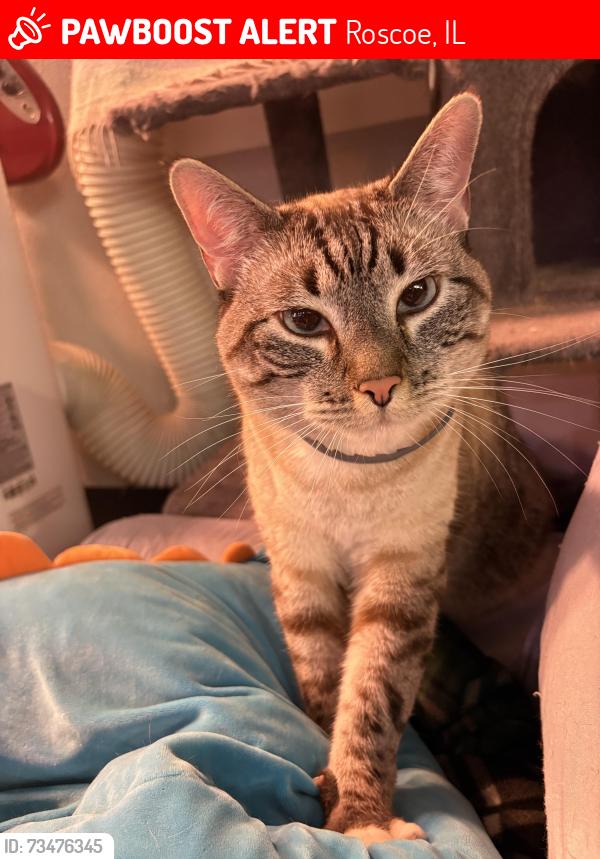 Lost Male Cat last seen Twin Deer run, Applegate Dr., Roscoe, IL 61073