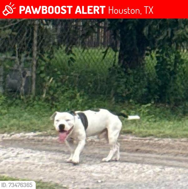 Lost Male Dog last seen Airline Dr & Little York Rd 77076, Houston, TX 77076