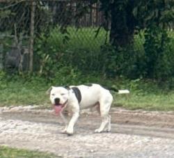 Lost Male Dog last seen Airline Dr & Little York Rd 77076, Houston, TX 77076