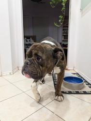 Found/Stray Male Dog last seen White settlement off Jericho lane, Fort Worth, TX 76108