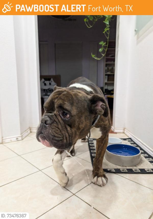 Found/Stray Male Dog last seen White settlement off Jericho lane, Fort Worth, TX 76108