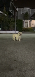 Found/Stray Female Dog last seen Ave 54 and marmion way, Los Angeles, CA 90042