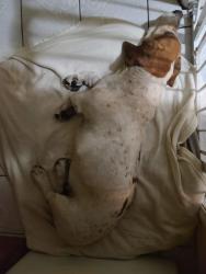Reunited Male Dog last seen 104th st and Yukon ave, Inglewood, CA 90303