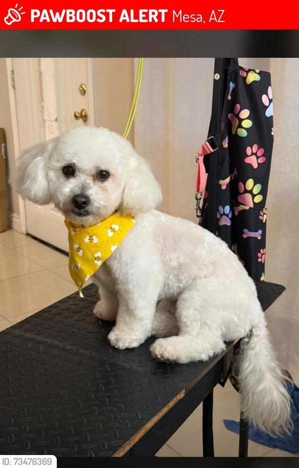 Lost Male Dog last seen University and center, Mesa, AZ 85201